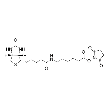 生物素酰胺己酸 N-羟基琥珀酰亚胺酯，100MG，B2643-100MG，Sigma