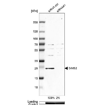Anti-GINS2 antibody produced in rabbit，100UL，HPA057285-100UL，Sigma