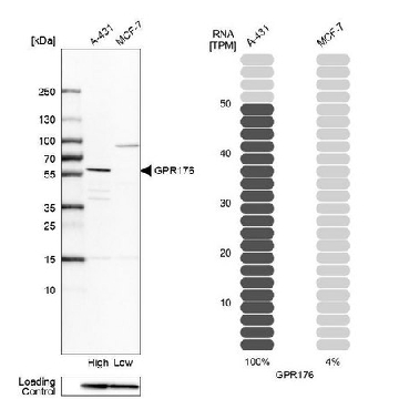 Anti-GPR176 antibody produced in rabbit，100UL，HPA039943-100UL，Sigma