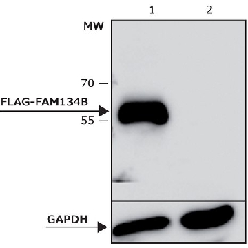 ANTI-FLAG® M2 antibody, Mouse monoclonal，0.2MG，B3111-0.2MG，Sigma