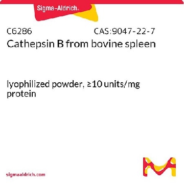 组织蛋白酶B 来源于牛脾脏，10UNITS，C6286-10UN，Sigma