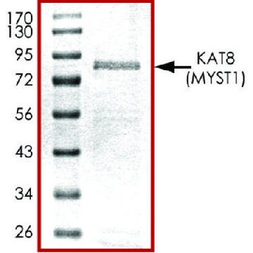KAT8 (2-467), GST tagged human，20UG，SRP5220-20UG，Sigma