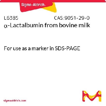 α-乳清蛋白 来源于牛奶，1VIAL，L6385-1VL，Sigma