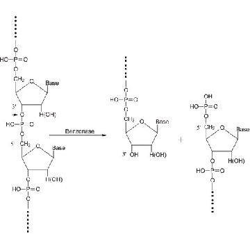 Benzonase®核酸酶，超纯，5KU，E8263-5KU，Sigma