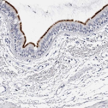 Anti-ERICH3 antibody produced in rabbit，100UL，HPA028655-100UL，Sigma