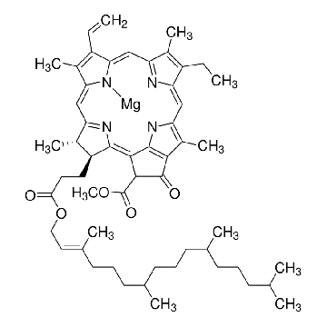 叶绿素a，1MG，C6144-1MG，Sigma
