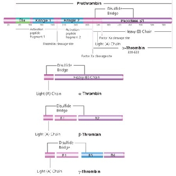 Thrombin 来源于人类血浆，1000UNITS，T7009-1KU，Sigma