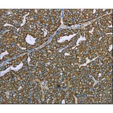 Anti-CERS4 antibody produced in rabbit，100UL，SAB4301210-100UL，Sigma