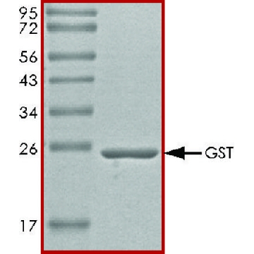 GST 蛋白，无标签，20UG，SRP5348-20UG，Sigma