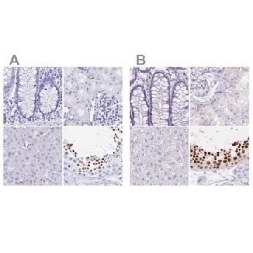 Anti-HDGFL1 antibody produced in rabbit，100UL，HPA045679-100UL，Sigma