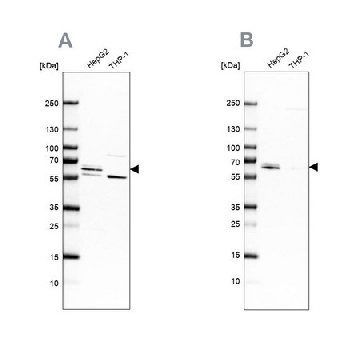 Anti-CDR2 antibody produced in rabbit，100UL，HPA018151-100UL，Sigma