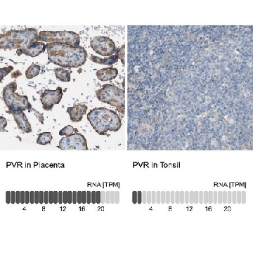 Anti-PVR antibody produced in rabbit，100UL，HPA012568-100UL，Sigma