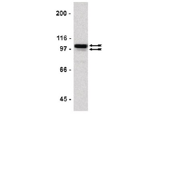 ChIPAb+ Sp1 - ChIP经验证的抗体和引物组，25ASSAYS，17-601，Sigma