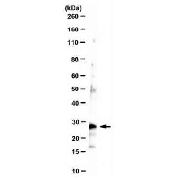 Anti-Claudin-6 Antibody, clone 2，100UL，MABC1798-100UL，Sigma