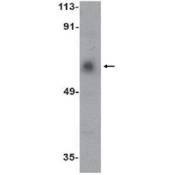 Anti-ACVR1C Antibody，100UG，ABN476，Sigma