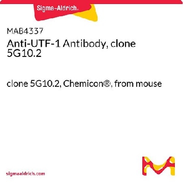 抗-UTF-1抗体，克隆5G10.2，100UG，MAB4337，Sigma