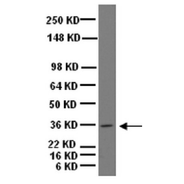 Anti-Musashi-1 Antibody，100UG，AB5977，Sigma