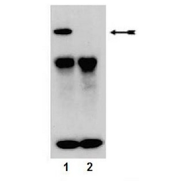 Anti-phospho-PKCα (Ser657/Tyr658) Antibody，100UL，07-790，Sigma