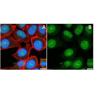 Anti-BPTF Antibody，100UG，ABE24，Sigma