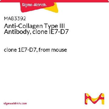 Anti-Collagen Type III Antibody, clone IE7-D7，100UG，MAB3392，Sigma