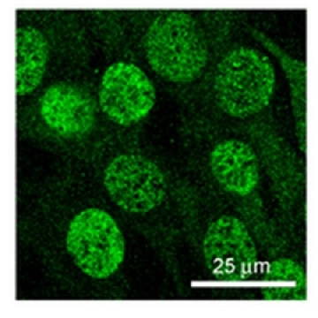 Anti-MSH3 Antibody, clone 1F6，100UG，MABE324，Sigma