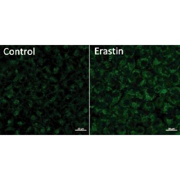 BioTracker™ Green Lipid Peroxide Live Cell Ferroptosis Indicator，250UG，SCT260，Sigma