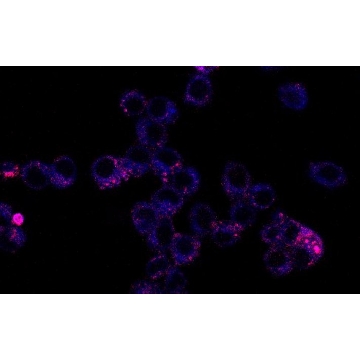 BioTracker Dual-Color Mitochondria-Lysosome Live Cell Dye，1VIAL，SCT244，Sigma