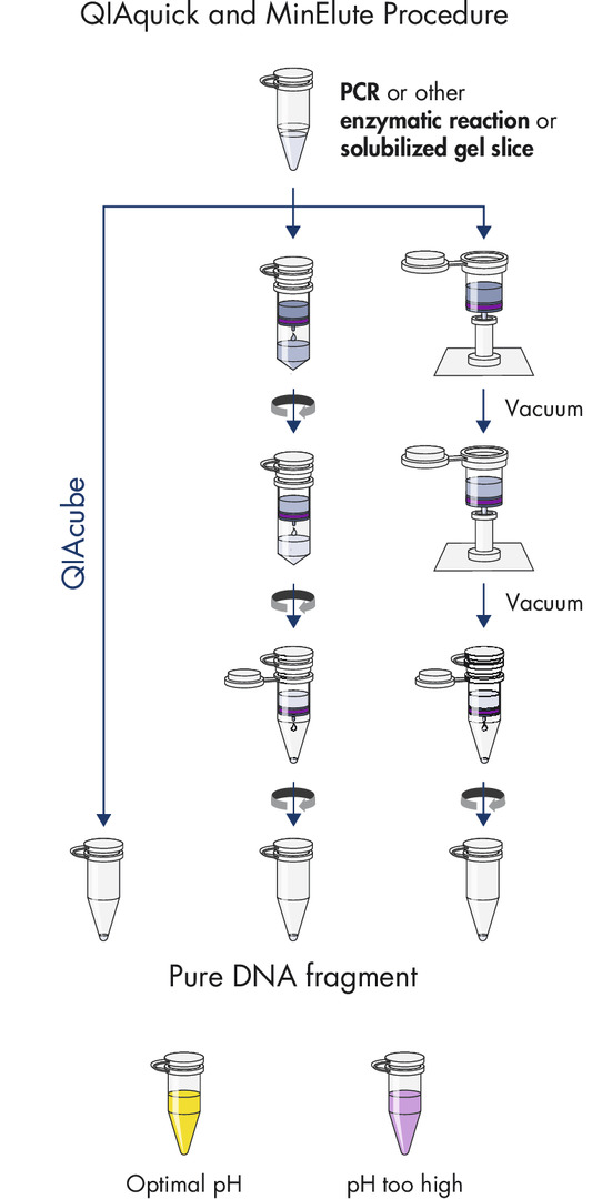 MinElute Gel Extraction Kit (1000),28606X4,Qiagen,凯杰 MinElute Gel Extraction Kit (1000),28606X4,Qiagen,凯杰