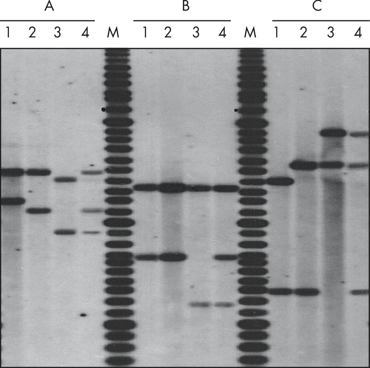 QIAamp DNA Blood Midi Kit (20)，51183，Qiagen，凯杰