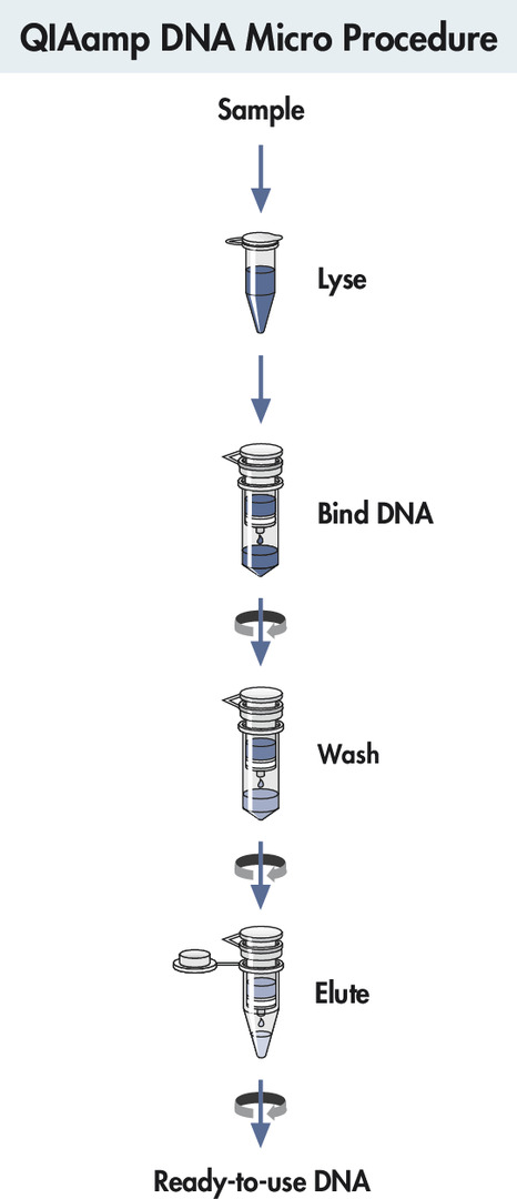 QIAamp DNA Micro Kit (50)，56304，Qiagen，凯杰
