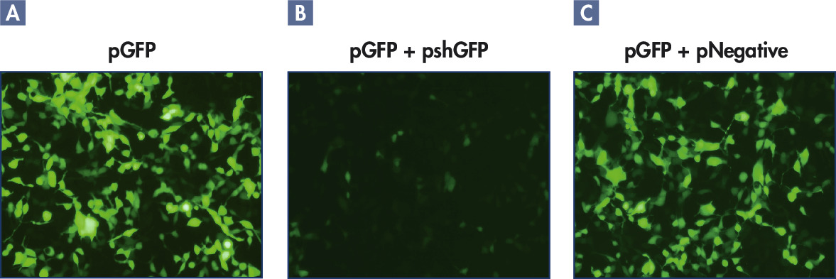 Attractene Transfection Reagent (1 ml)，301005，Qiagen，凯杰