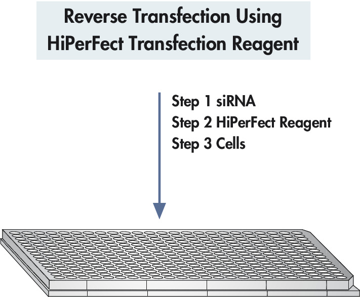 HiPerFect Transfection Reagent (1 ml),301705,Qiagen,凯杰 HiPerFect Transfection Reagent (1 ml),301705,Qiagen,凯杰