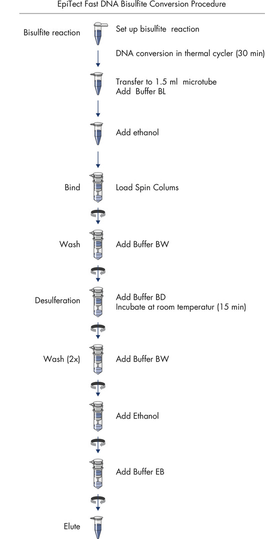 EpiTect Fast DNA Bisulfite Kit (50)，59824，Qiagen，凯杰