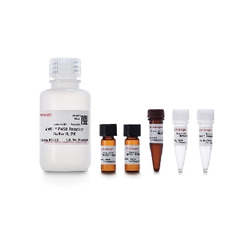 VIVID CYP3A4 RED SCREENING KIT EACH，P2856，Invitrogen