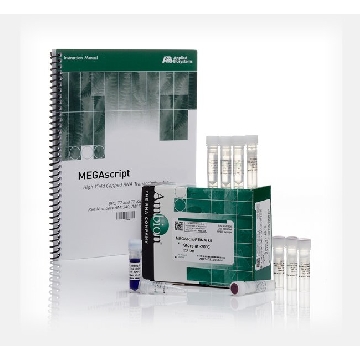 Transfer SKU MEGASCRIPT RNAI KIT 20 RXN EACH，AM1626，赛默飞世尔