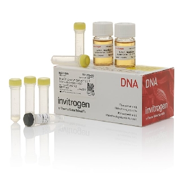 MAX EFF DH5@ T1 COMP CELLS 1ML (5 X 0.2ML)，12034013，Invitrogen