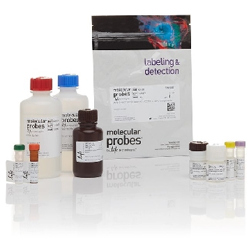 APO-BRDU TUNEL ASSAY KIT EACH，A23210，Invitrogen