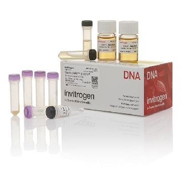 ELECTROMAX DH12S COMP CELLS 0.5 ML                  #18312，18312017，Invitrogen
