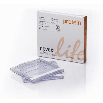 NUPAGE 4-12% BT GEL 1.0MM12W 2 GELS PER EACH，NP0322PK2，Invitrogen