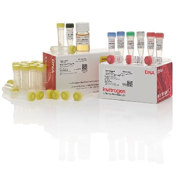 TOPO TA/ DUAL/EC (25) 25 RXN，K466001，Invitrogen