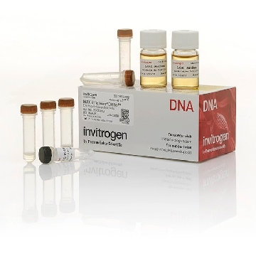 MAX EFF DH5@ 1ML (5 X 0.2ML)      #18258，18258012，Invitrogen