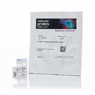 PREMO AUTOPHAGY SENSOR GFP-P62 KIT，P36240，Invitrogen