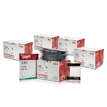 E-GEL SYBR SAFE 2% 50 GELS，A45205，Applied Biosystems