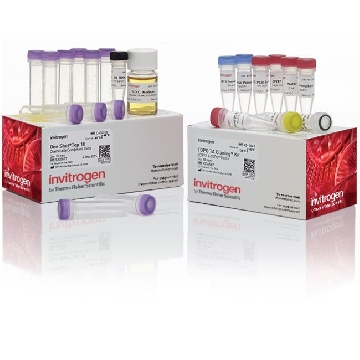 TOPO TA CLON DUAL TOP10 10 RXN 10 RXN，K4600J10，Invitrogen