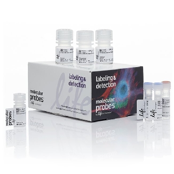 CLICK PLUS EDU 488 IMG KIT 50 1 KIT，C10637，Invitrogen