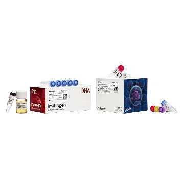 BAC-TO-BAC N-HIS TOPO CLON KIT COMBO KIT; 20 RXNS，A11099，Invitrogen