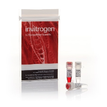 ANZA 17 KPNI EA，IVGN0176，Invitrogen
