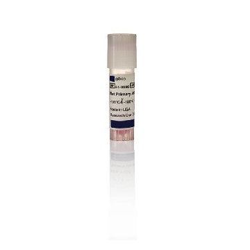 RAT PRIM CORTICAL ASTROCYTES 1 ML; 1E6 CELLS/ML，N7745100，Invitrogen