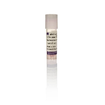 RAT FETAL NEURAL STEM CELLS COMBO KIT，N7744100，Invitrogen