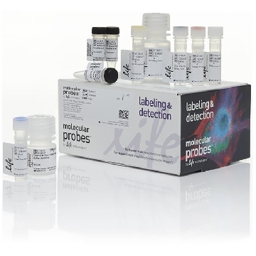 CLICK-IT PLUS TUNEL 488 1 Kit，C10617，Invitrogen